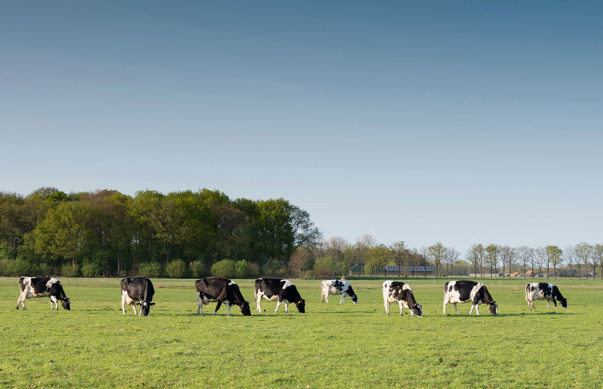 Friesian Farm Memorable Taste Everyday